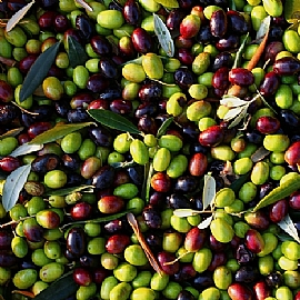 橄欖油等級怎麼看?橄欖油等級跟橄欖的成熟程度有關